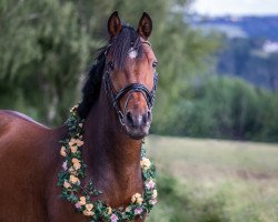 dressage horse PSW Made in Germany (German Riding Pony, 2007, from FS Golden Moonlight)