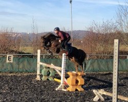 horse Baldini 9 (German Riding Pony, 2012, from Boritas)