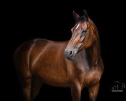 Springpferd Rubina Guapa (Hannoveraner, 2005, von Red Rossini)