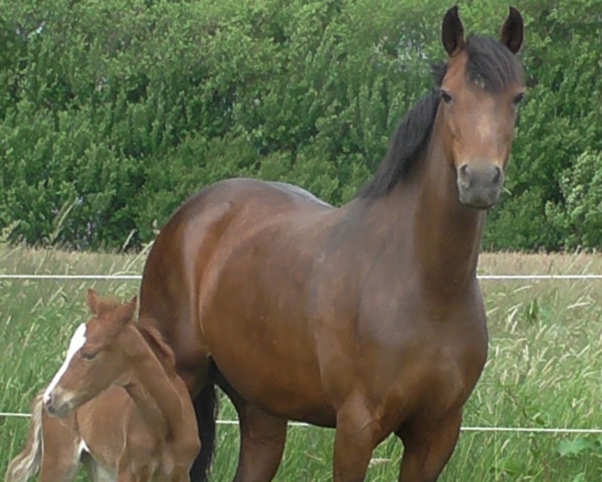Zuchtstute Maira (Deutsches Reitpony, 2006, von Cedrik)