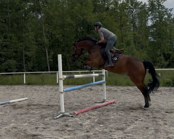 jumper Quantas 27 (German Sport Horse, 2015, from Quinto's Chamb)