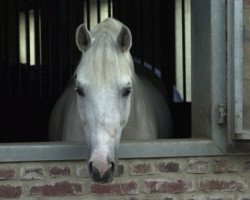 Deckhengst Sachsenglanz (Trakehner, 1996, von Handryk)