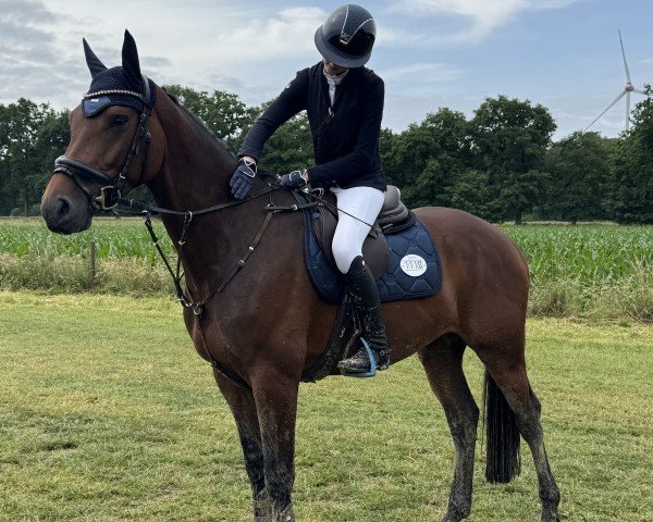 jumper Caresto Martis Z (Zangersheide riding horse, 2019, from Casall Ask)
