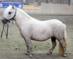 Pferd Bayern's Victoria (Dt.Part-bred Shetland Pony, 2009, von Saladin van de Kupper)