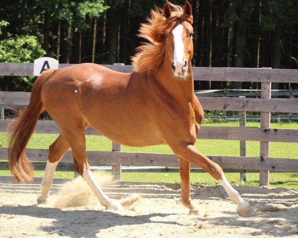 jumper Captain's Golden Boy (German Sport Horse, 2019, from Captain Olympic)