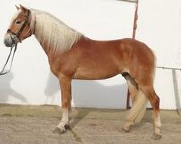 stallion Neustern (Haflinger, 2021, from Neustart)
