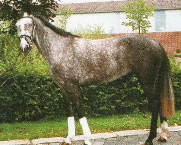 broodmare Dolly (Westphalian, 1997, from Democraat)