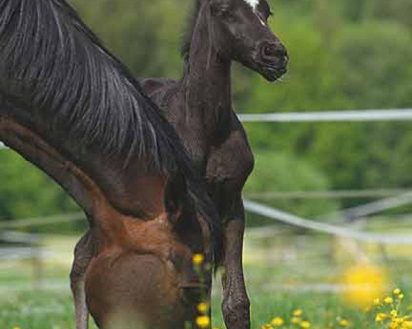 Pferd Kukehnen (Trakehner, 2009, von Polarion)