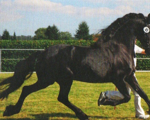 broodmare Vine (Friese, 1998, from Feitse 293)
