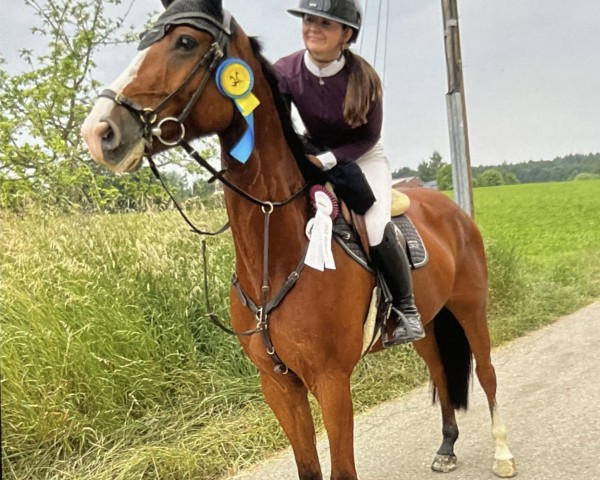 Springpferd Quin Junior (Hannoveraner, 2019, von VDL Quickthago)