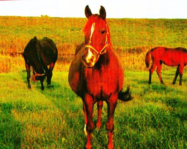 horse Donna Tania (Saxony-Anhaltiner, 1991, from Don Pepe)