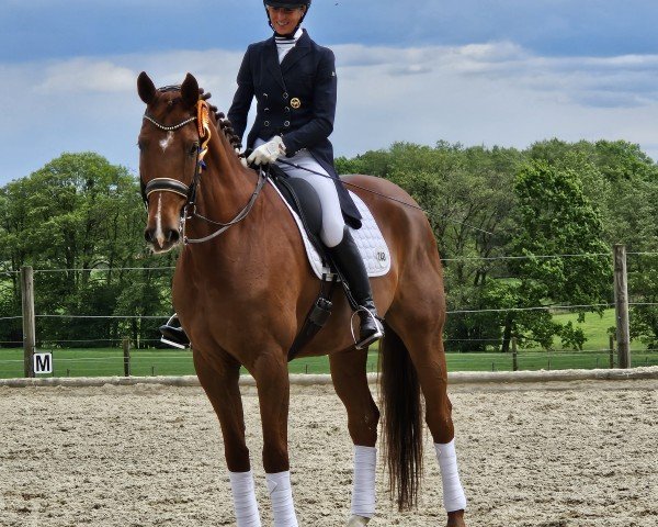 dressage horse Da Zimtstern (Oldenburg, 2016, from Dimaggio)