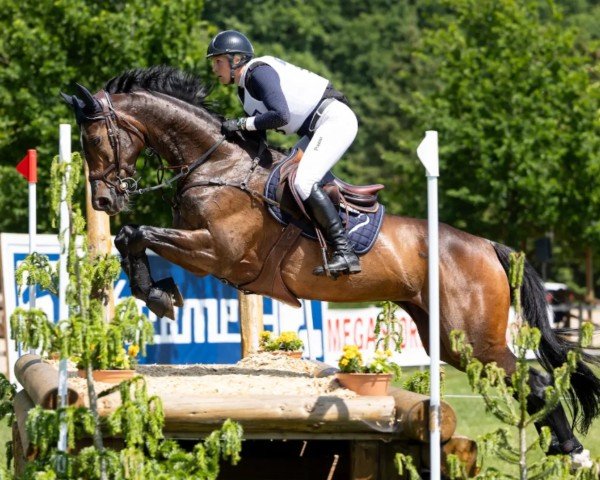 jumper Chiquita 88 (Polish Warmblood, 2012, from Vandamme)