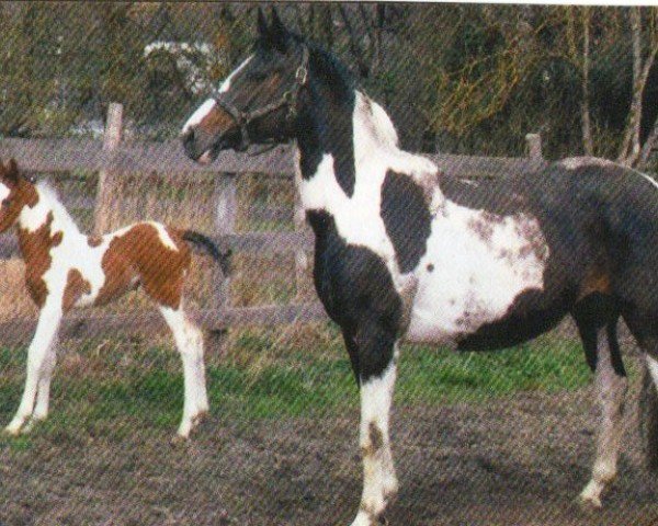 broodmare Indra (German Warmblood, 2000, from Ismo)