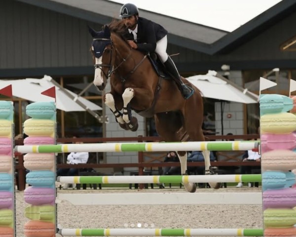 jumper Fazall H (KWPN (Royal Dutch Sporthorse), 2010, from Zavall VDL)