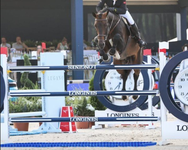 Springpferd Niko (Deutsches Sportpferd, 2013, von Numero Uno)