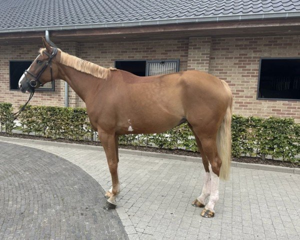jumper Inox des Lilas (Belgium Sporthorse, 2014, from Troubadour by Wisbecq)