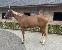 jumper Inox des Lilas (Belgium Sporthorse, 2014, from Troubadour by Wisbecq)