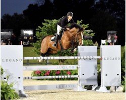 Deckhengst Stakkatos Charming Boy (Oldenburger Springpferd, 2014, von Stakkato Gold)