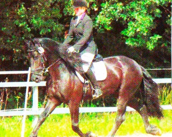 horse Wibbe (Friese, 2007, from Sape 381)