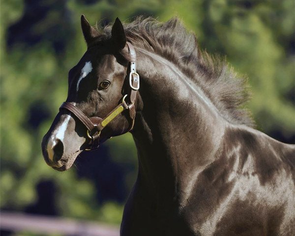 stallion Archarcharch xx (Thoroughbred, 2008, from Arch xx)