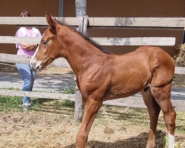 foal by Tasmania devil gb (Belgium Sporthorse, 2025, from Quarz Ask)