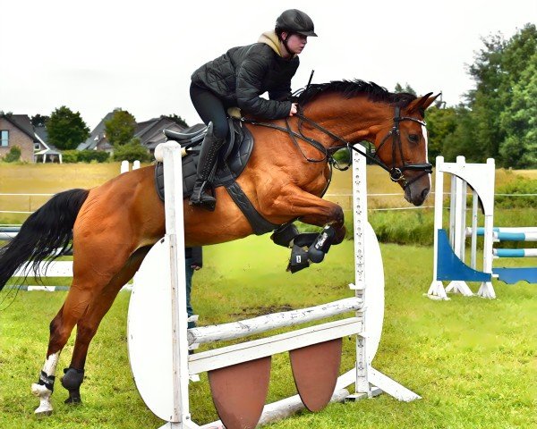 jumper Coco Azett (Hanoverian, 2017, from Comte)