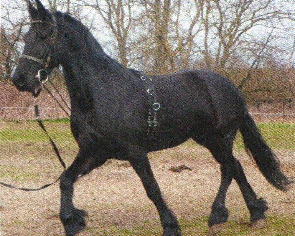 horse Aleida (Friese, 2008, from Arjen 417)