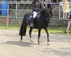 Dressurpferd Holly (Pony ohne Rassebezeichnung, 2020)