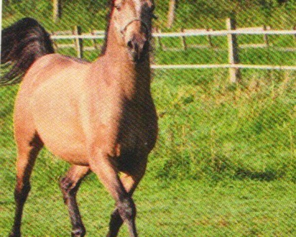 Dressurpferd Dr. Jackson (Deutsches Reitpony, 2009, von Danny Gold)