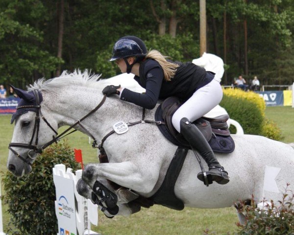 jumper Cascar (Holsteiner, 2013, from Cascadello)