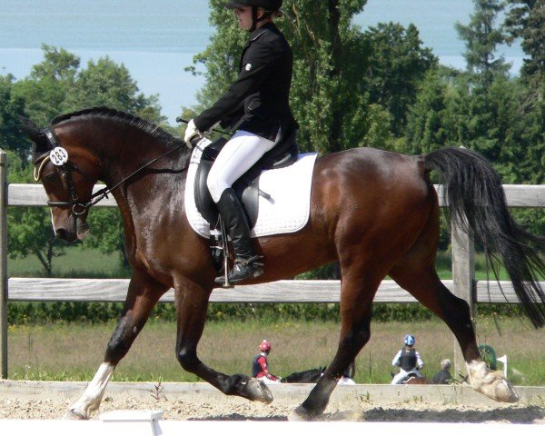 dressage horse Wakil ox (Arabian purebred, 1996, from Wisznu Ibn Sawih ox)