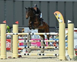 Springpferd Air Jordan Hwg (Belgisches Warmblut, 2017)