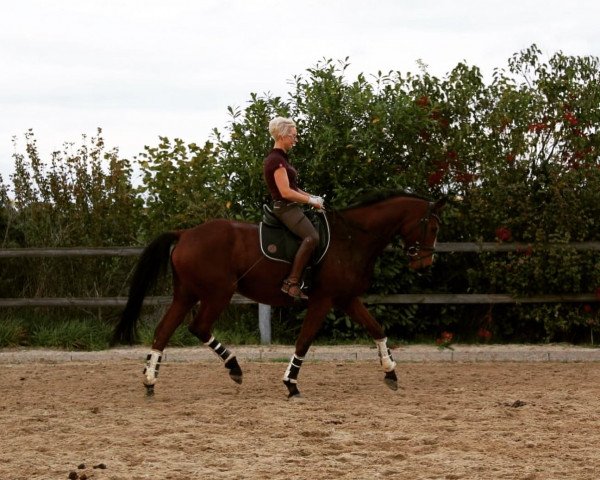 jumper Rudi (Trakehner, 2013, from Osharin's Peron)