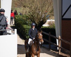jumper Cidira B (Westphalian, 2017, from Cordynox)