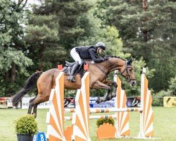 jumper Arena (Westphalian, 2018, from Arezzo VDL)
