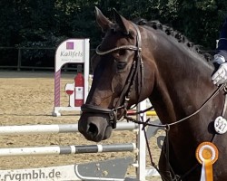 Springpferd Sternjunge Ks (Finnisches Warmblut, 2009, von Sternkönig 122 FIN)