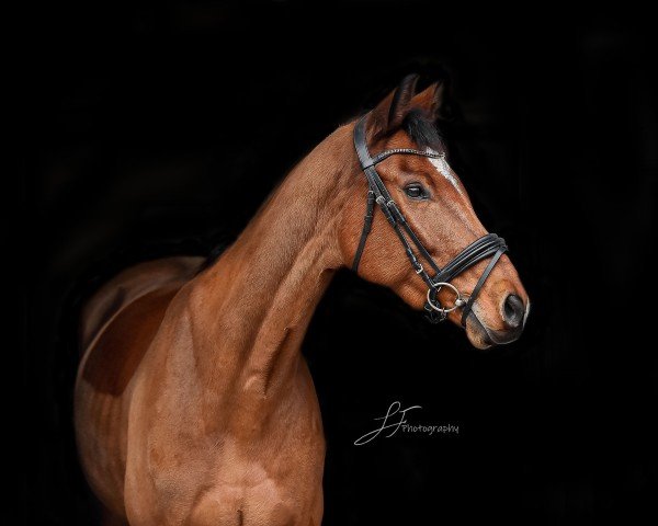 jumper Cookie Dough 13 (German Sport Horse, 2018, from Ciacomo)