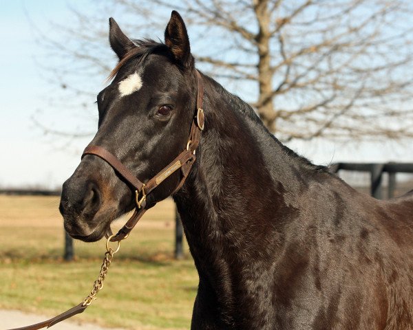 broodmare Ensenada xx (Thoroughbred, 2001, from Seeking the Gold xx)