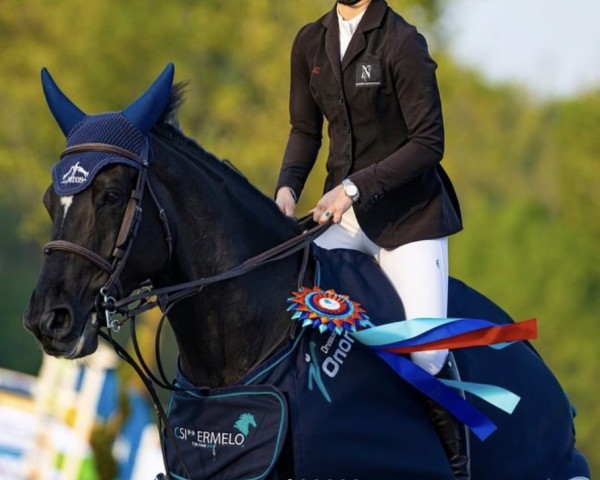 jumper Querido van't Ruytershof (Belgian Warmblood, 2016, from Mosito van het Hellehof)
