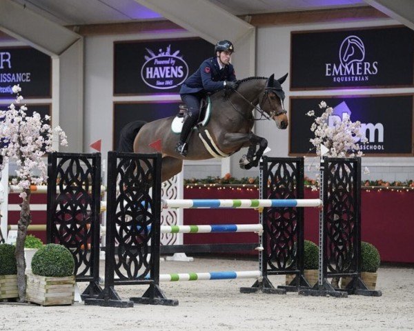 jumper First Fidelity 2 (Oldenburg show jumper, 2017, from Fire And Ice J)