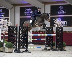Springpferd First Fidelity 2 (Oldenburger Springpferd, 2017, von Fire And Ice J)