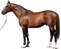 stallion Girolamo xx (Thoroughbred, 2006, from A. P. Indy xx)