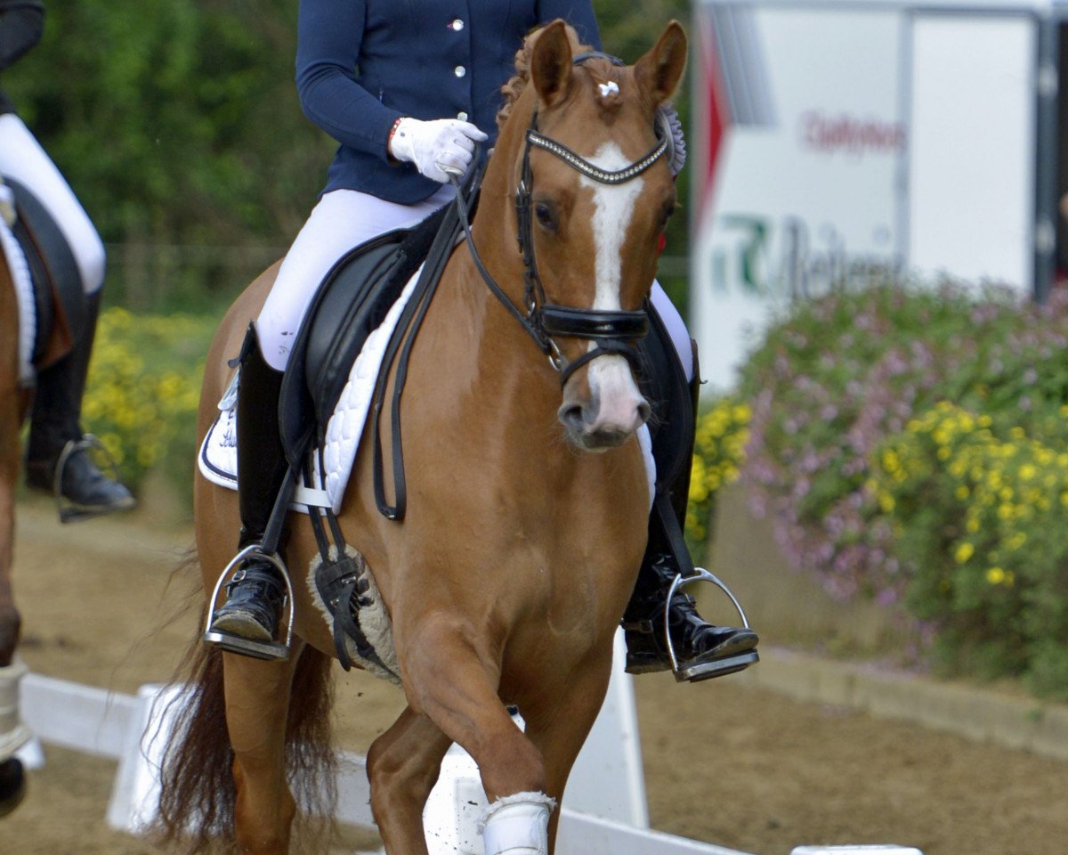 broodmare Dafina C (German Riding Pony, 2013, from FS Don't Worry)