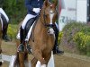 broodmare Dafina C (German Riding Pony, 2013, from FS Don't Worry)