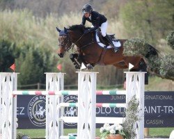 Springpferd Milancinthe.d. (KWPN (Niederländisches Warmblut), 2017, von Impressive VDL)