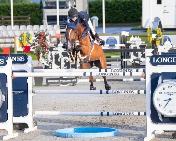jumper Carabella vd Neyen Z (Zangersheide riding horse, 2014, from Carrera VDL)