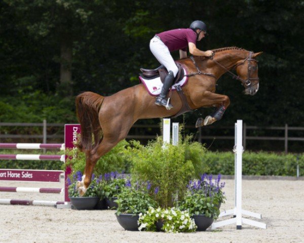 jumper B. Orly-Else Z (Zangersheide riding horse, 2019, from Brunetti 6)