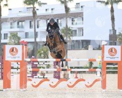 jumper Delphine du Maillet Z (Zangersheide riding horse, 2017, from Diamant de Semilly)