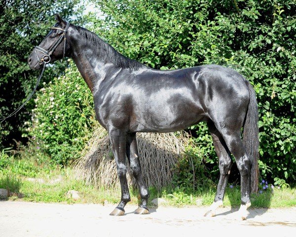 dressage horse Denoir l' espoir (Hanoverian, 2020, from Donier)